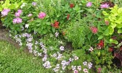 House Garden Fertilizer